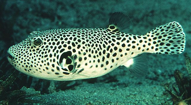  Arothron stellatus (Stellatus Puffer)